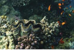 Photo Reference of Umbria Wingate Reef - Sudan